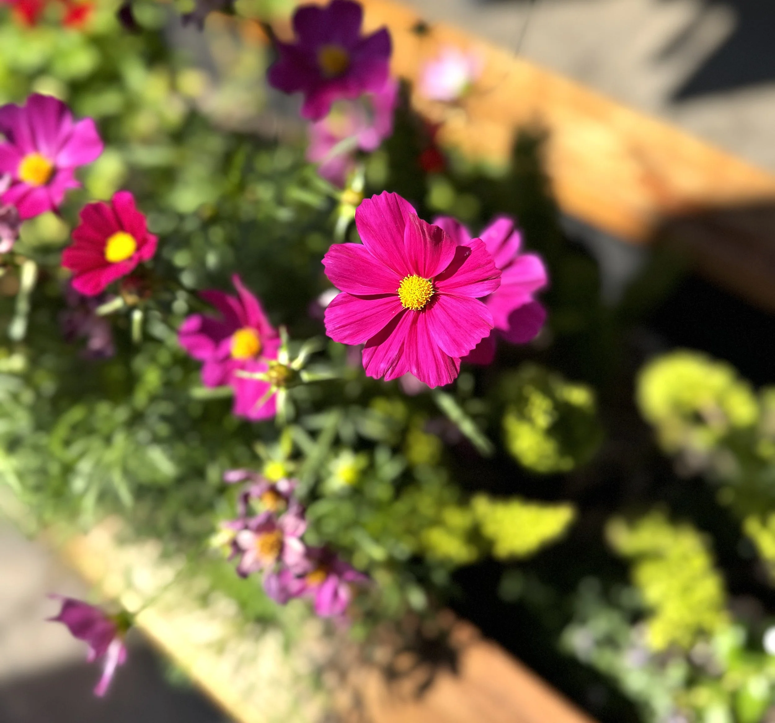 IMG_3743.jpeg