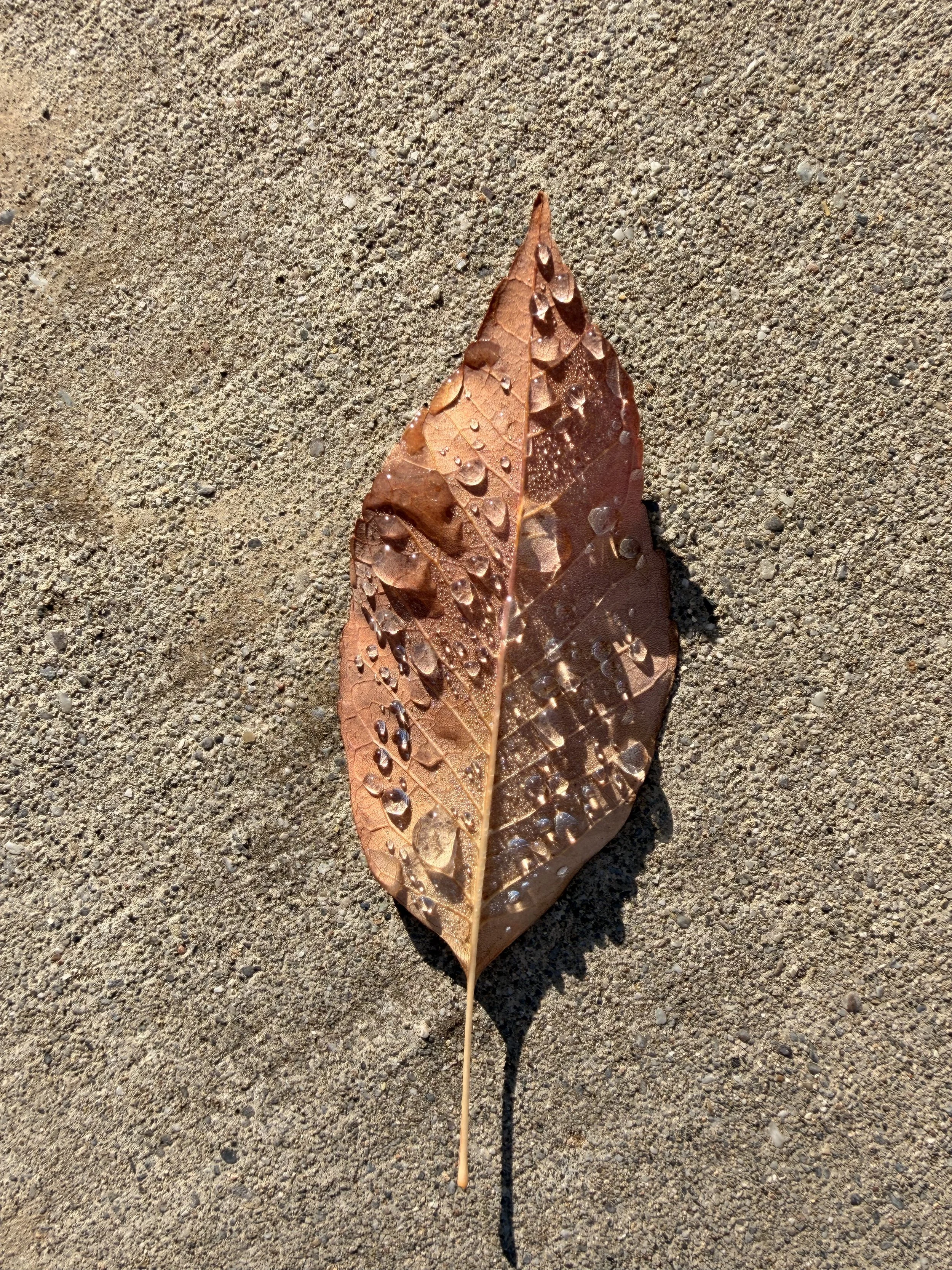 IMG_4153.jpeg