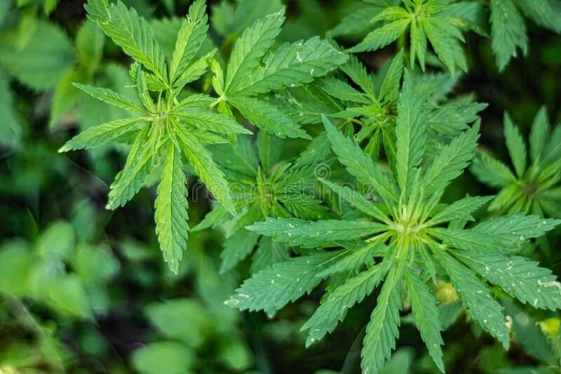 cbd.jpg