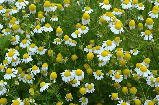 chamomile3.jpg