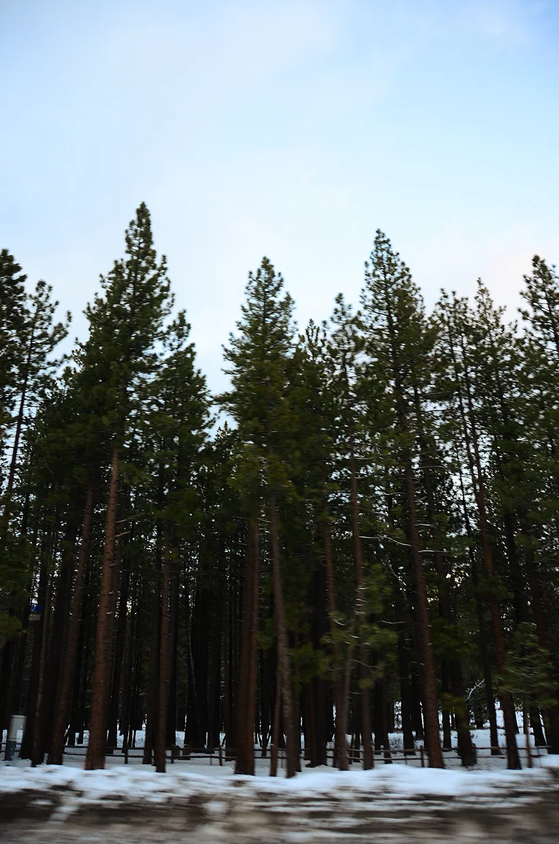 DSC_8516 copy.jpg