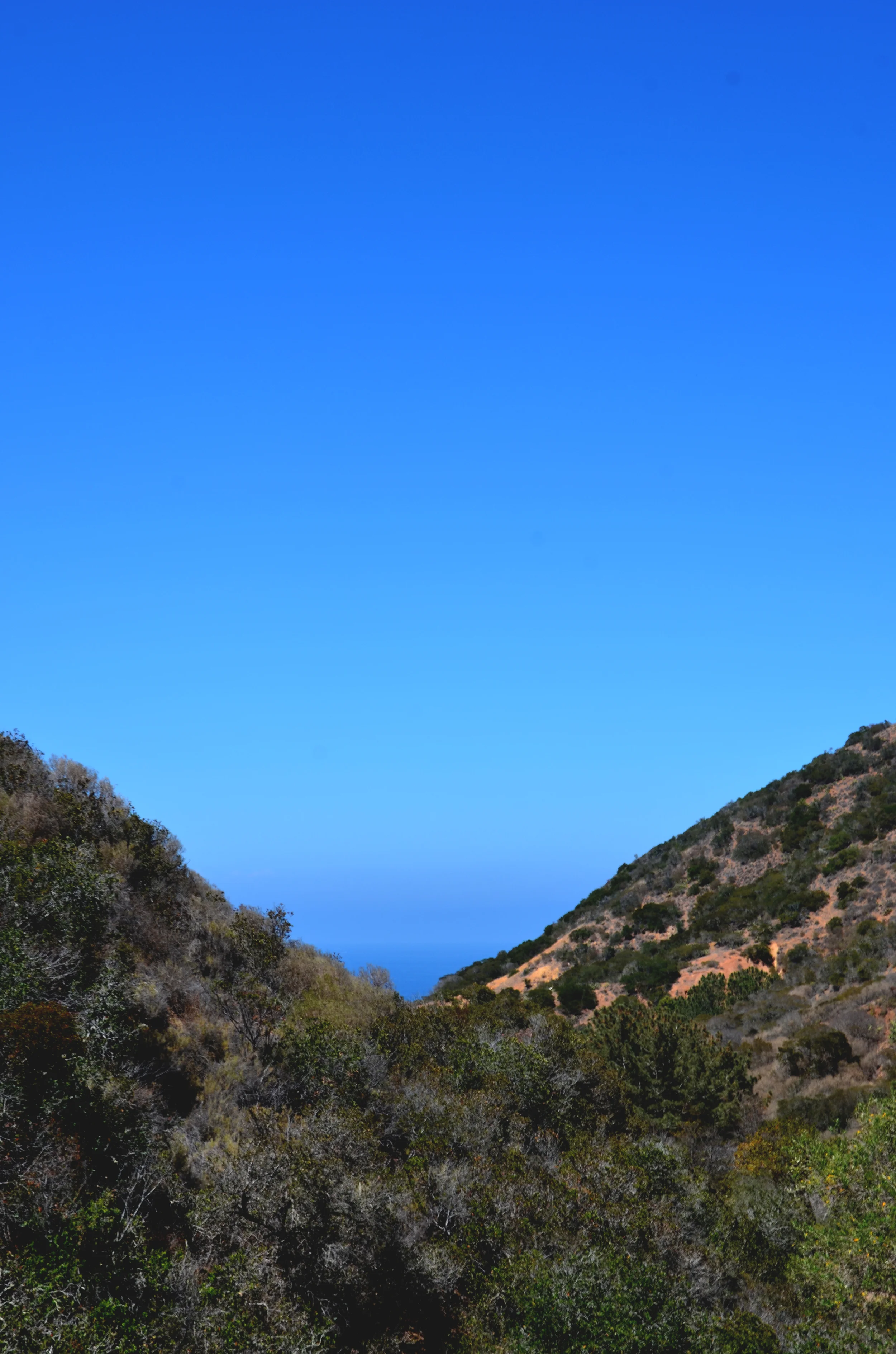 catalina and easter 462 new.jpg