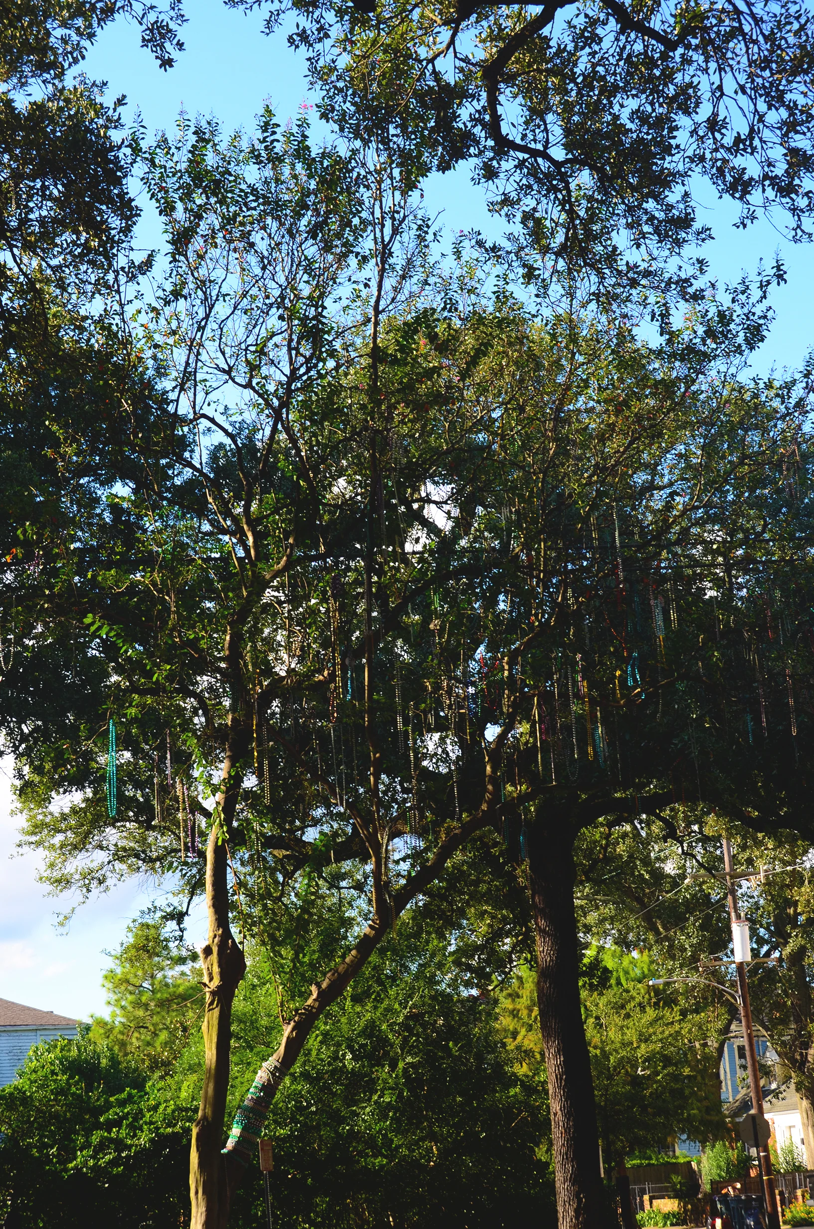 DSC_5036 copy.jpg