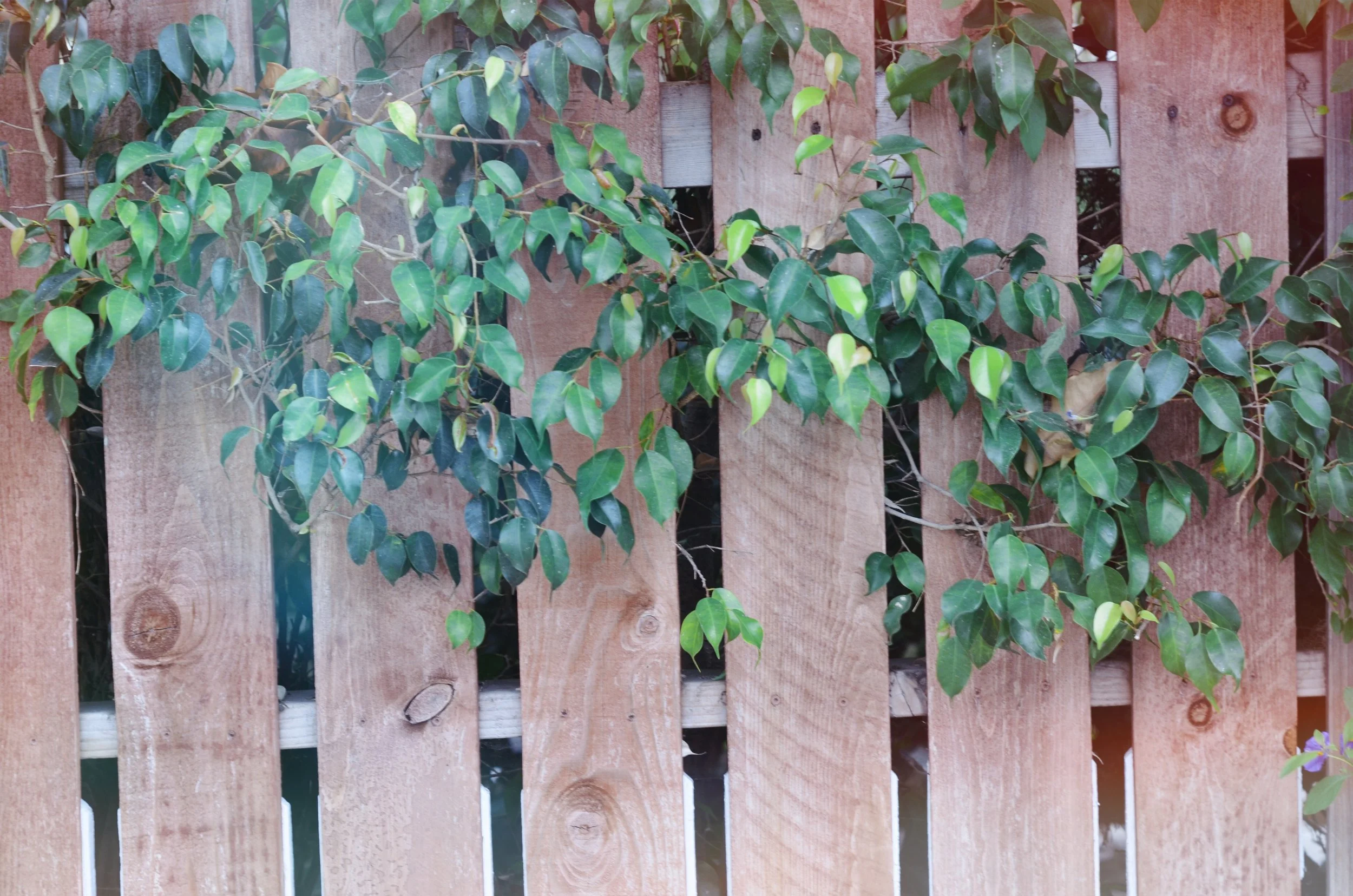 AfterlightImage 5.JPG