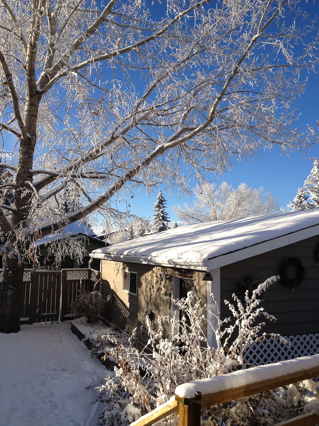 A Lovely Christmas walk with the dog