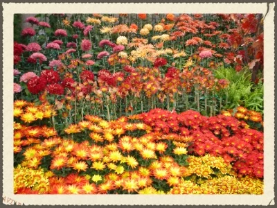 Mums, in those beautiful fall colours!