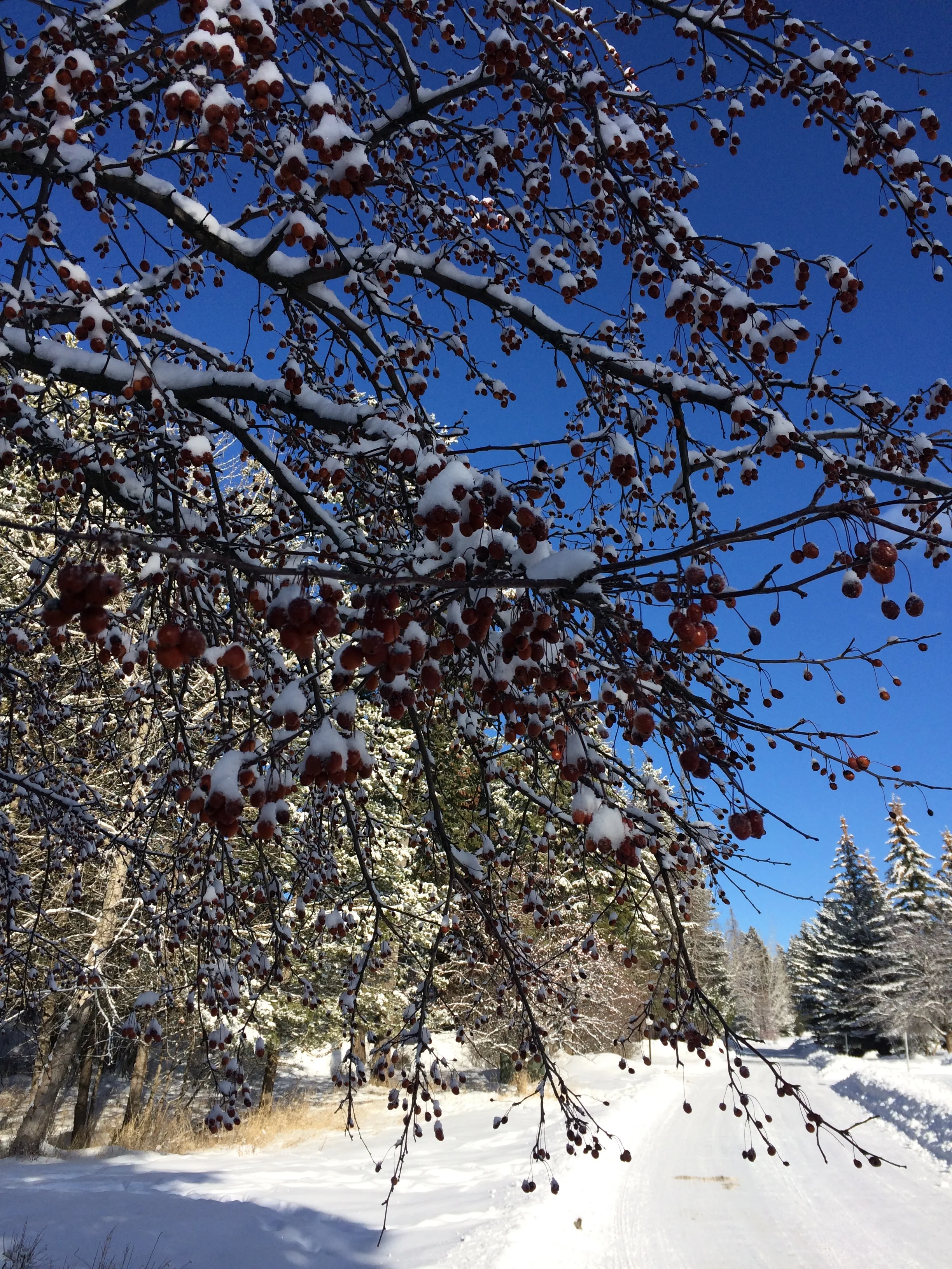 Mid January blues?..... 