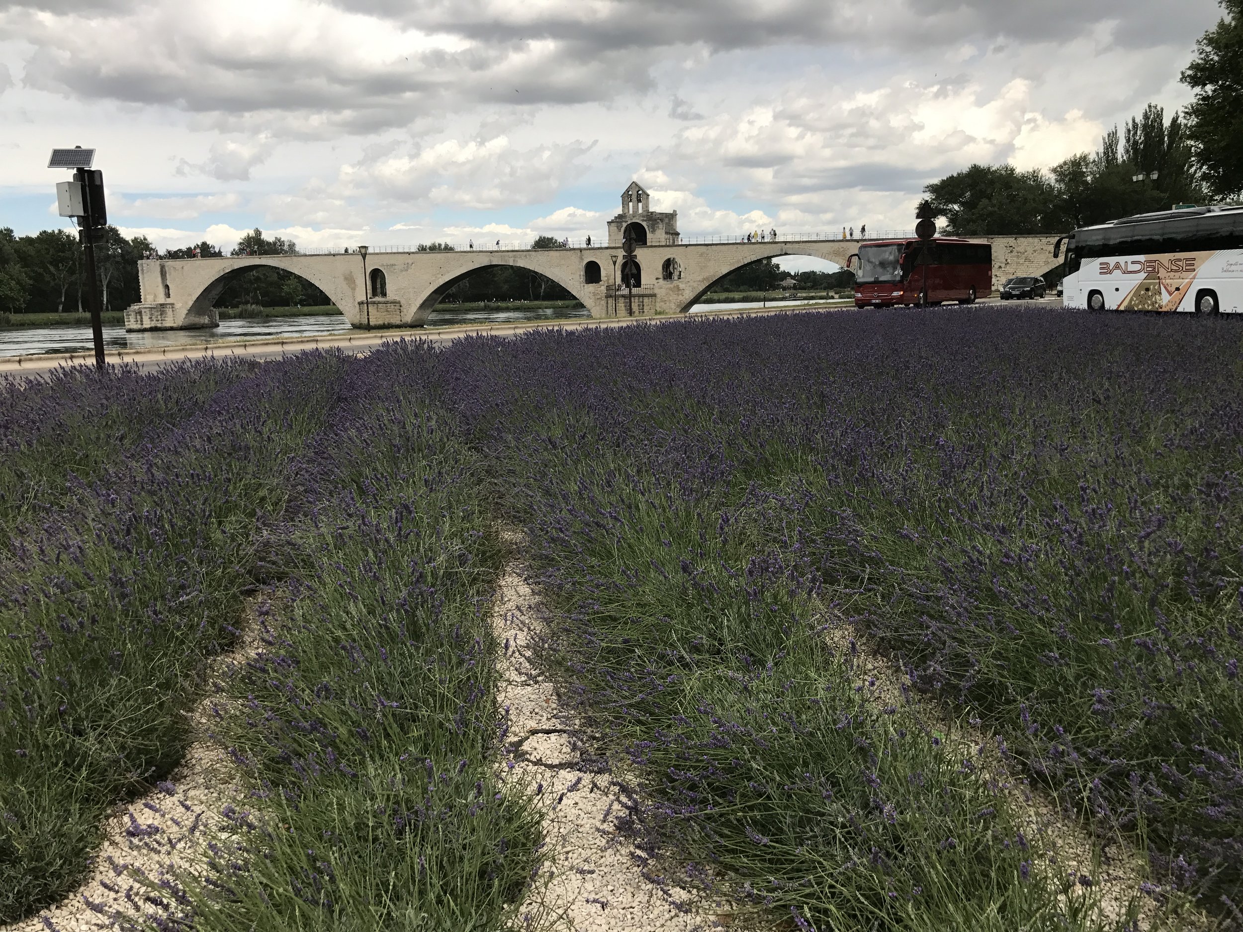 Lavender field in front of the pond d'Avignon