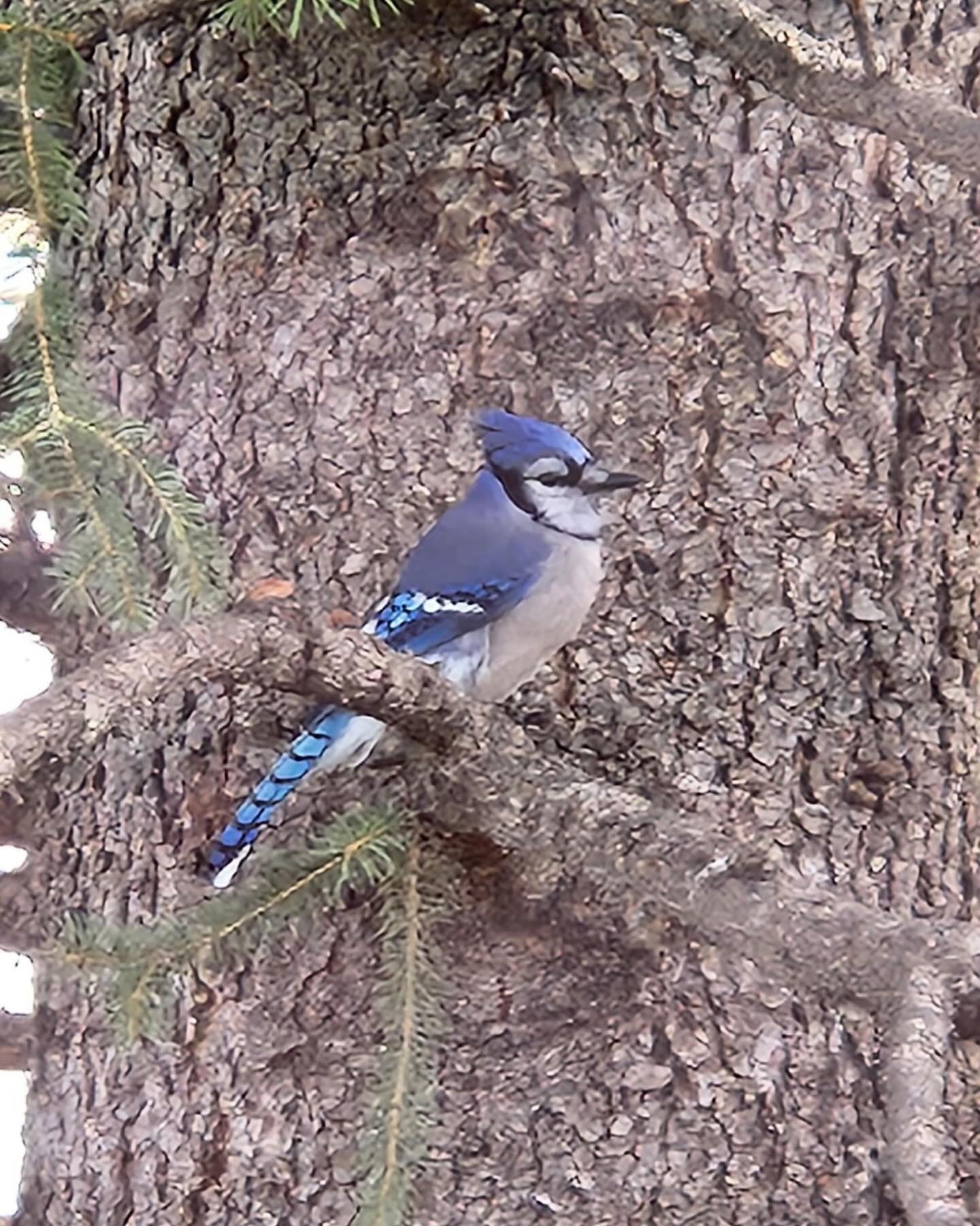 It was like he was posing for this photo! Out our front window in the big evergreen. It is spurring me on to the -design birds wagon! #jeannettedouglasdesigns #jeannettedouglas #bluejay #bluejaybird #ideas
