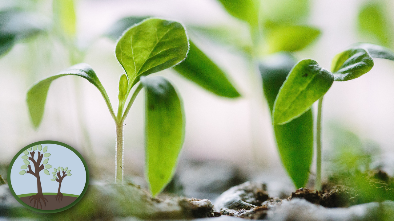 Watch Us Grow - You Can Help!