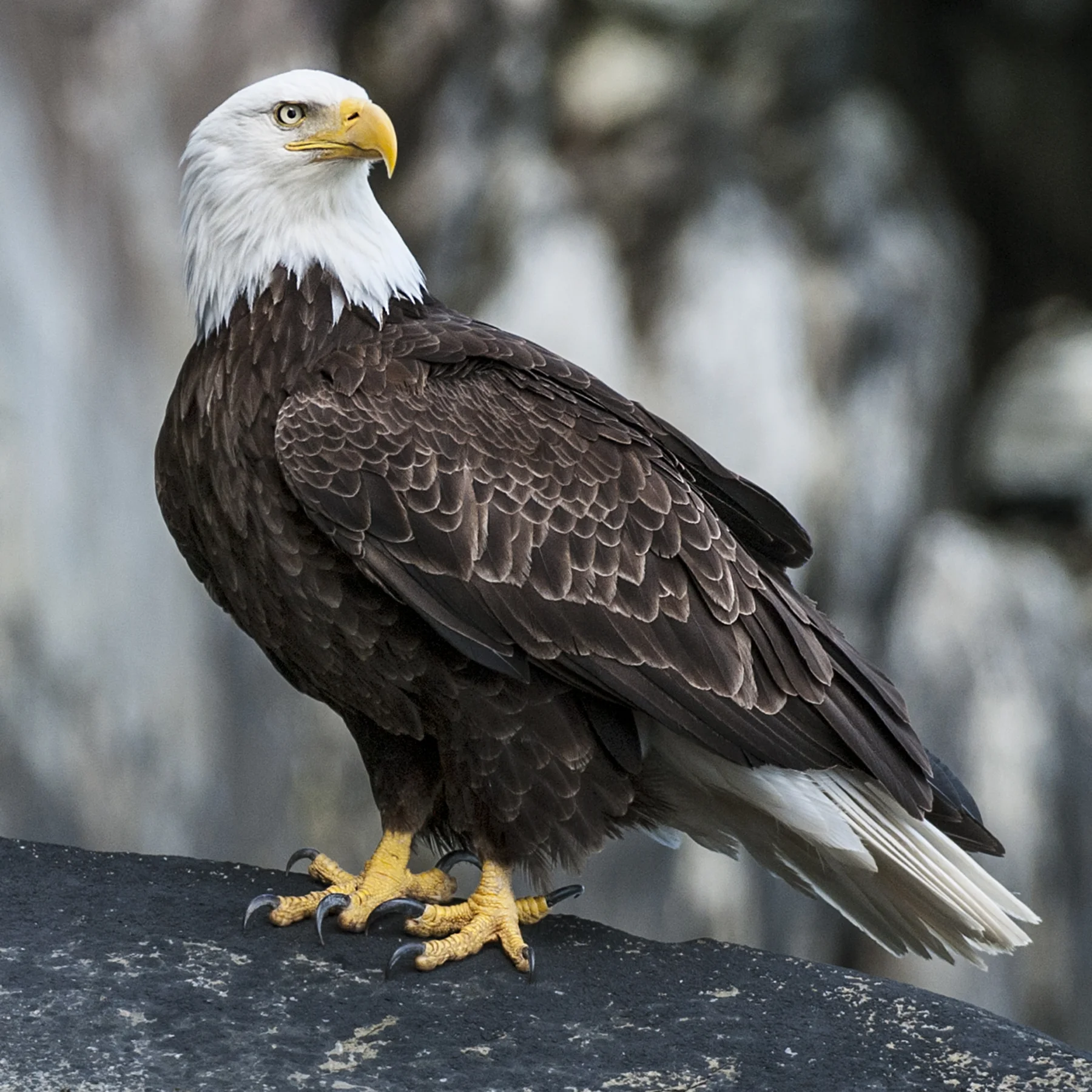 Bald Eagle