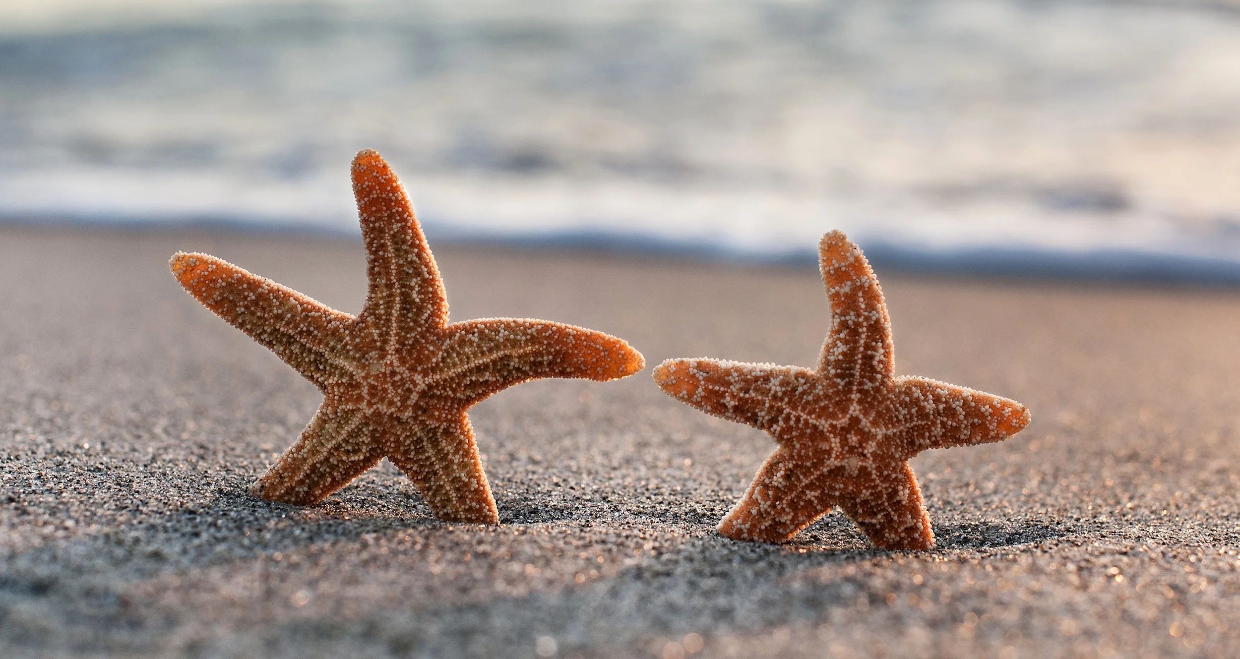 SAP_StarfishSunset_SalePrint.jpg