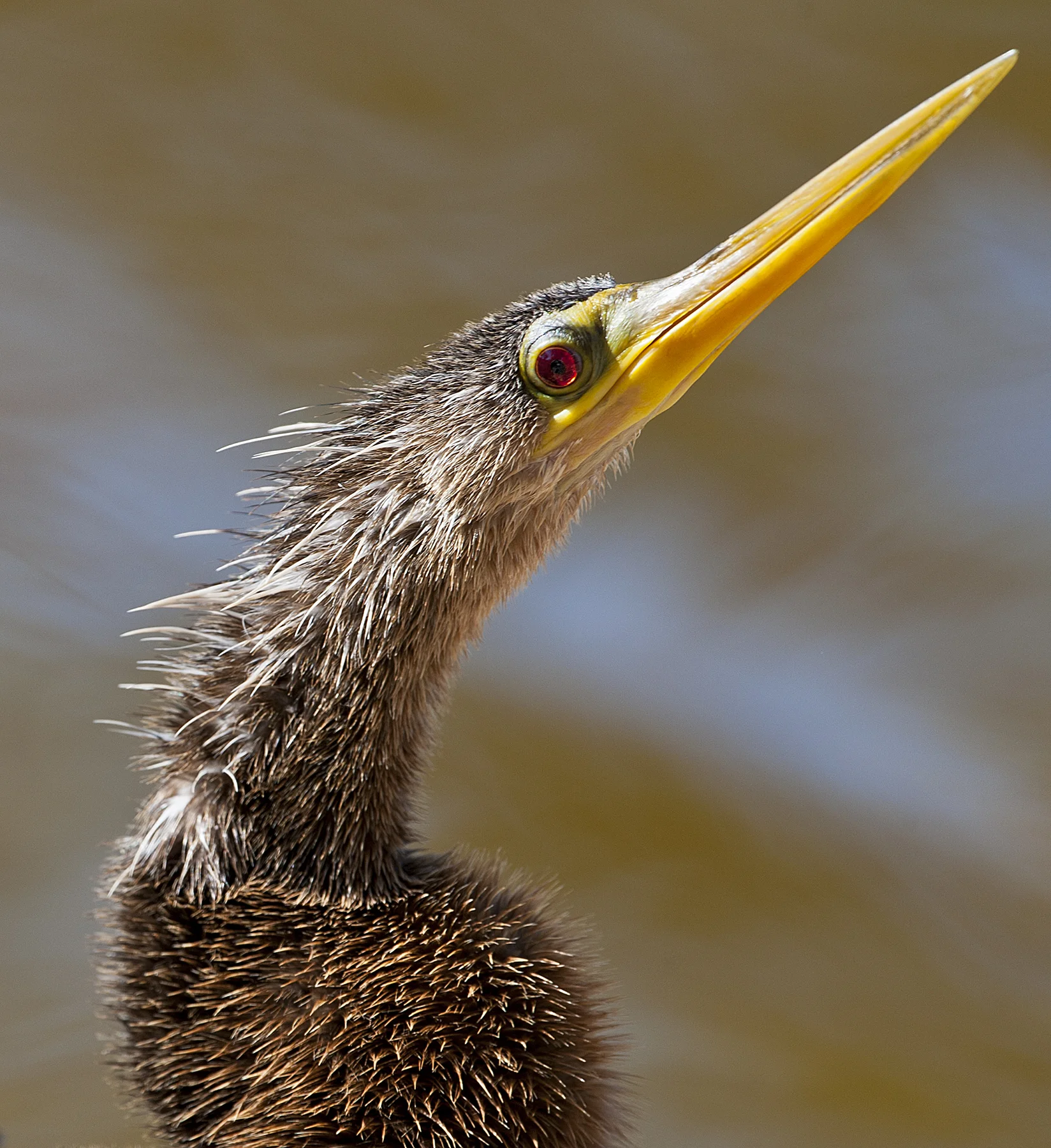 Anhinga