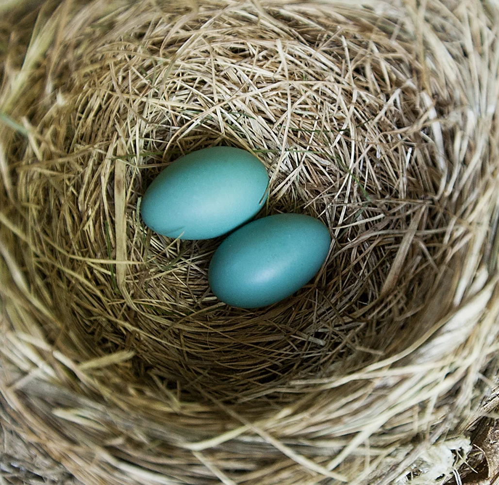 Robin's Eggs