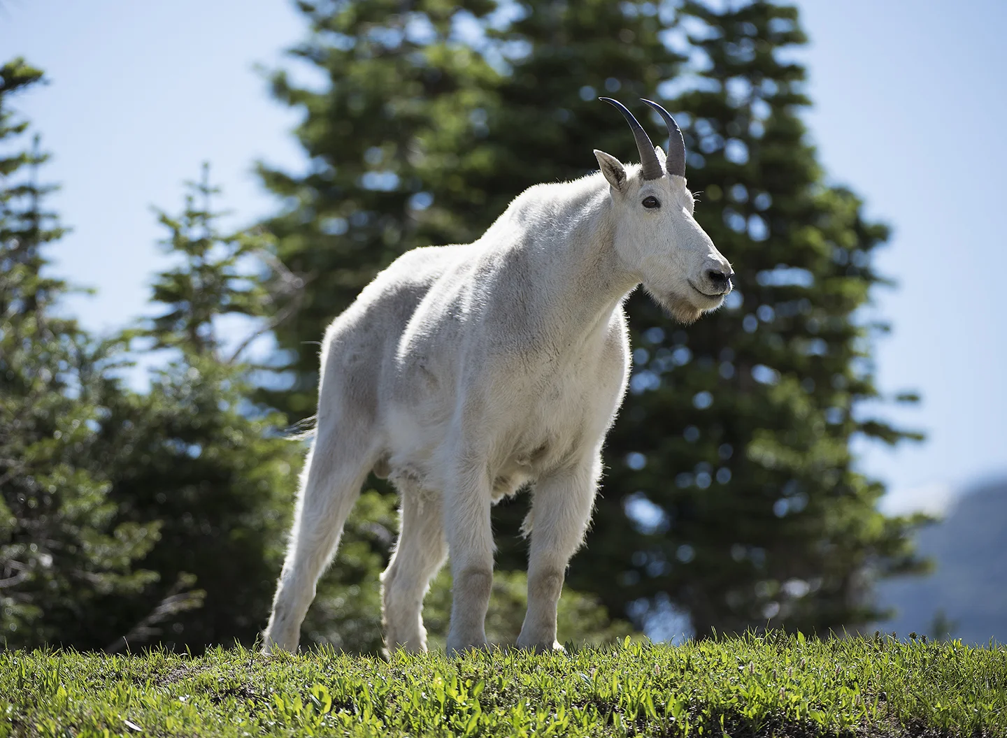 Mountain Goat