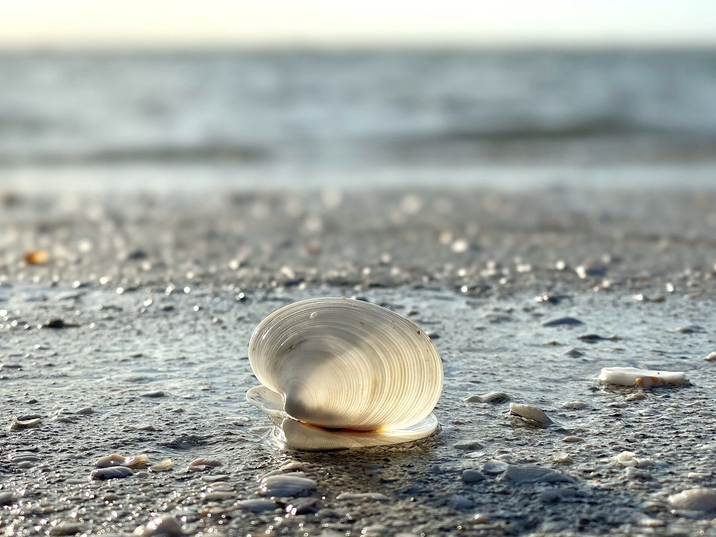 Translucent Sea Shell