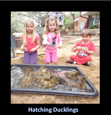 Hatching Ducklings border.PNG