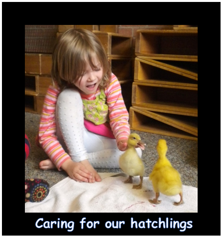 Carring for our hatchlings.PNG