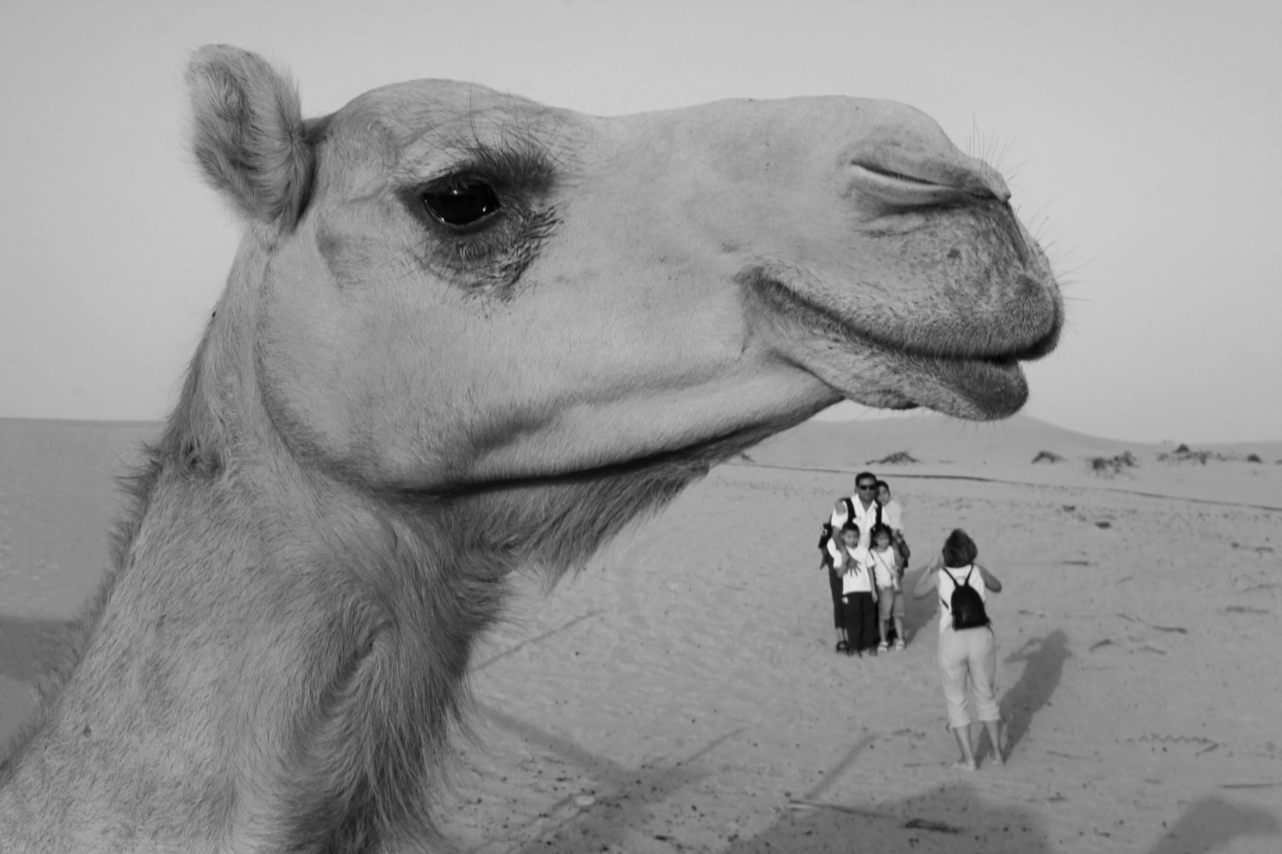 uae_camel.jpg