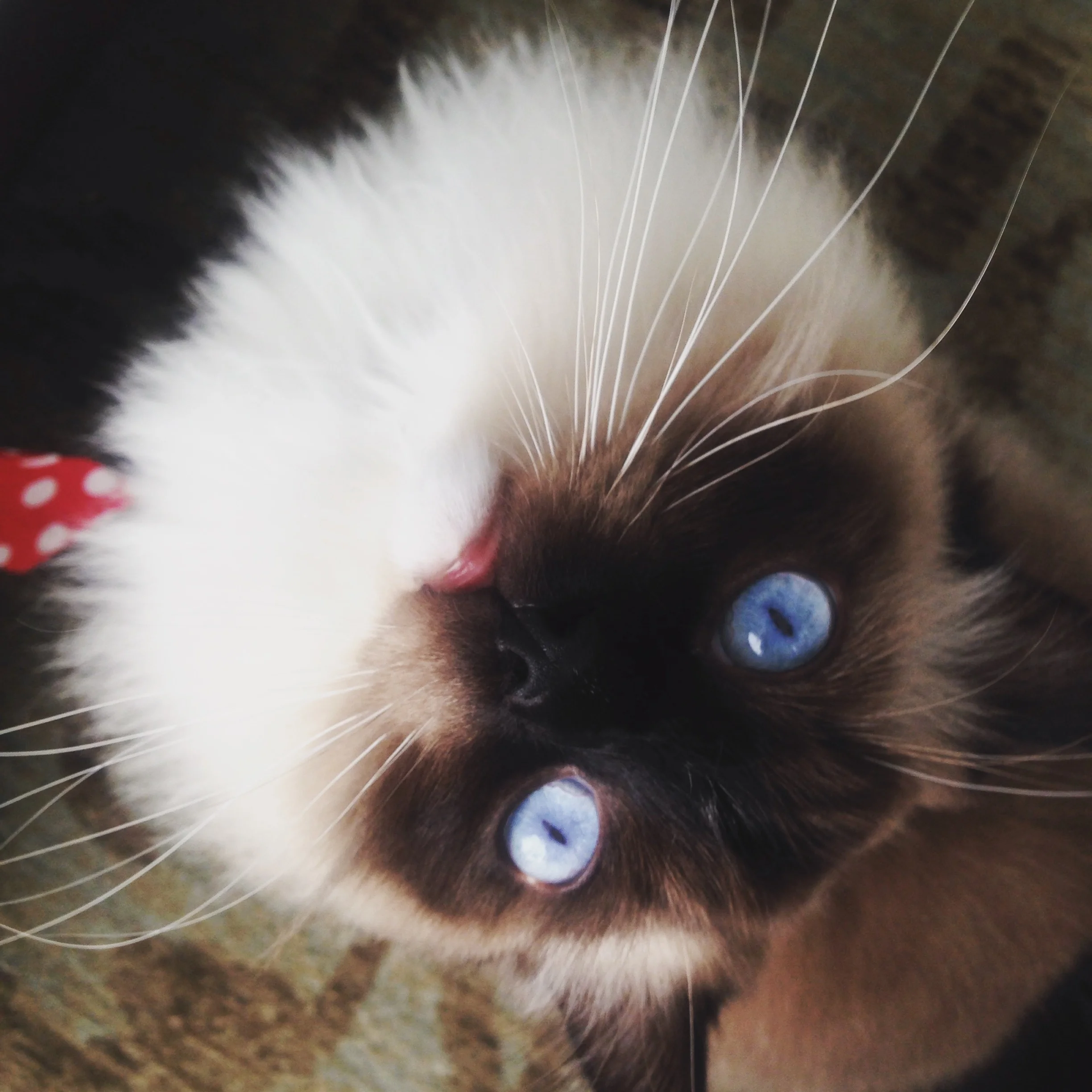 Baron Von Fluffenstein the Furd