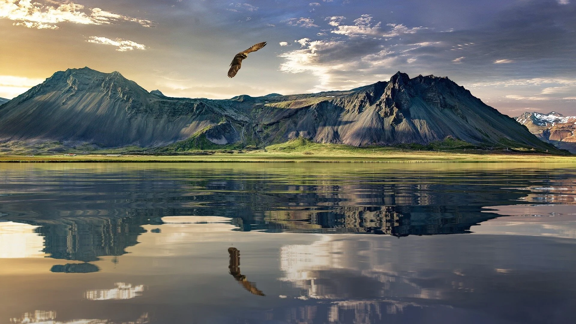 Eagle Flying in New Zealand.jpg