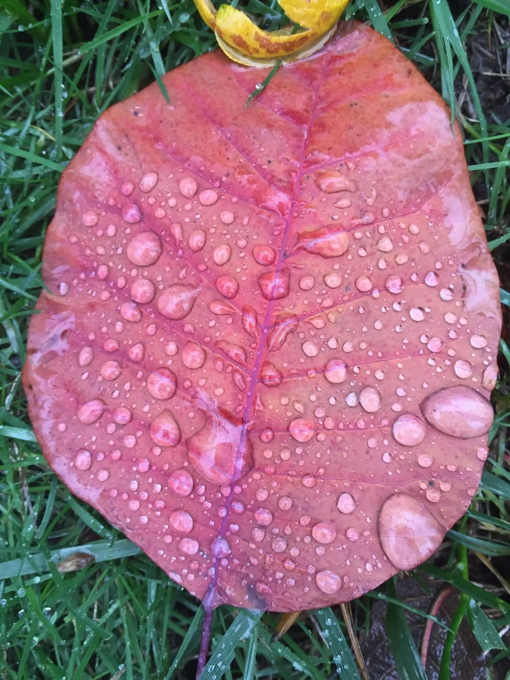 The Roots of Thanksgiving &amp; Soul Group Appreciation