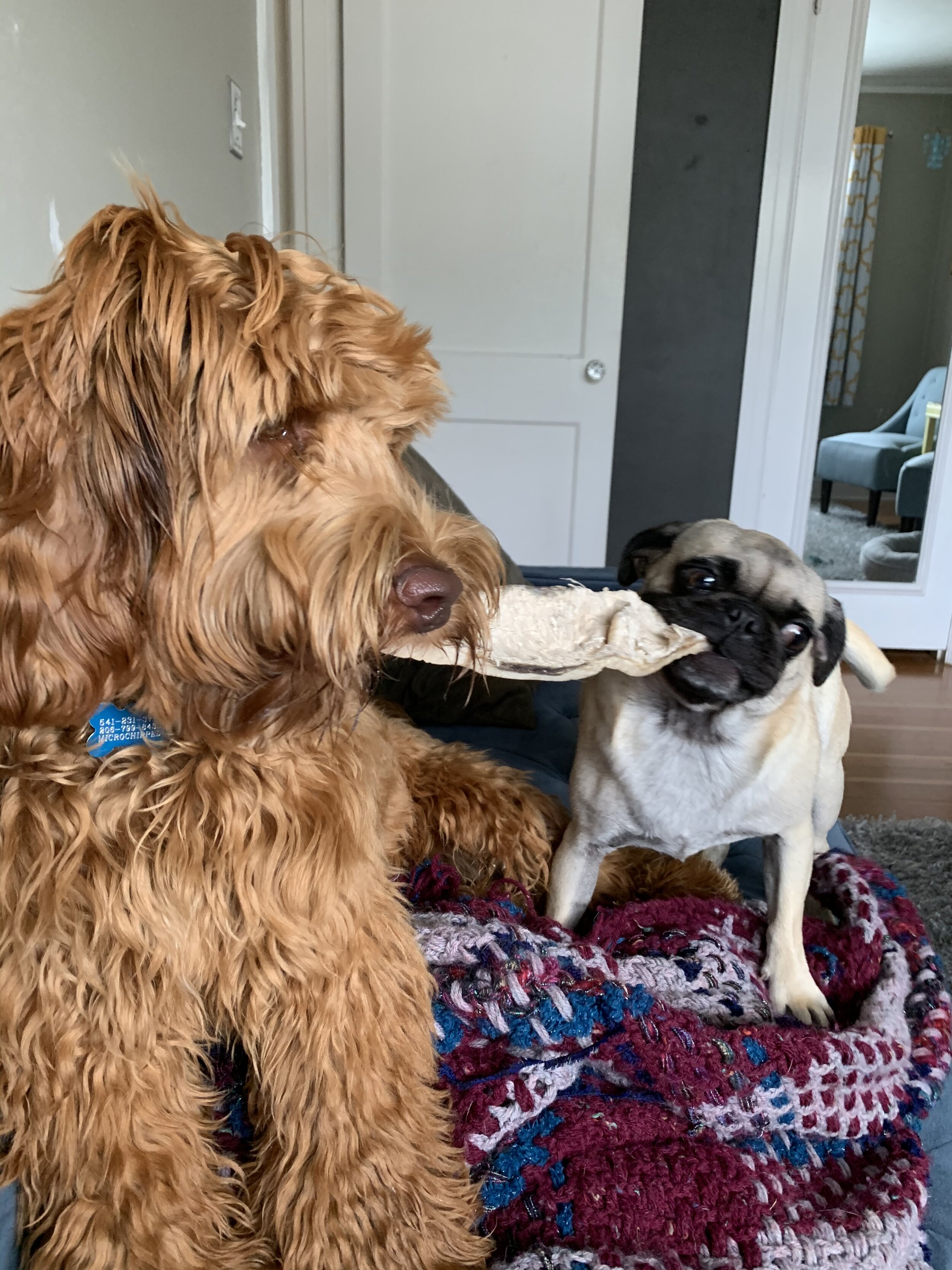 Ella and Sunny fighting for the bone.jpeg