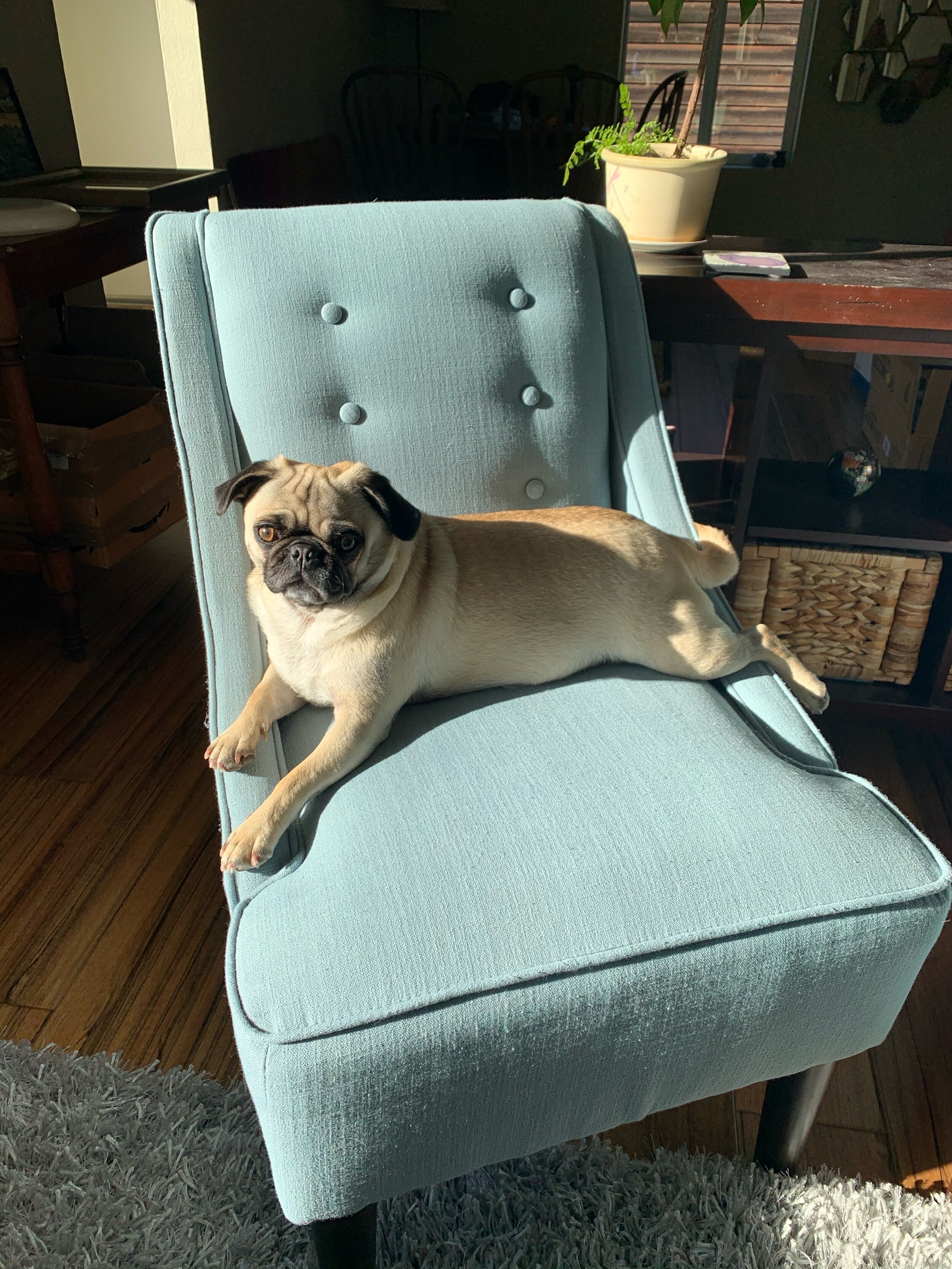 Ella sunbathing on blue chair.jpg