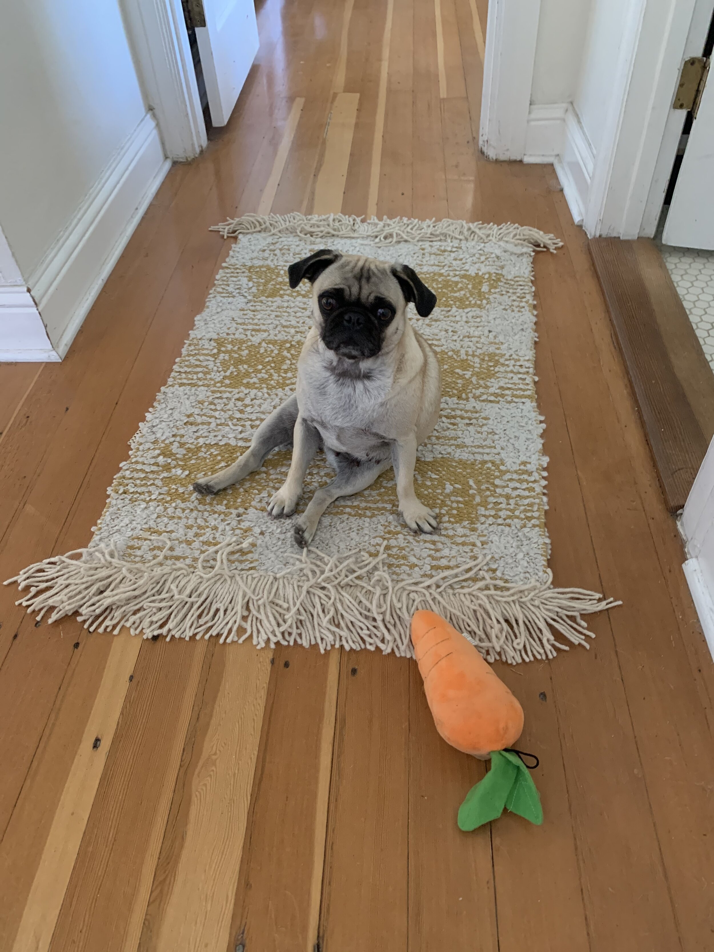 Ella on her favorite rug.jpeg