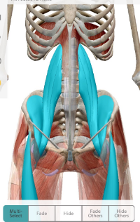 Highlighted in blue: Psoas group, iliacus, rectus femoris (a.k.a. Hip Flexors)