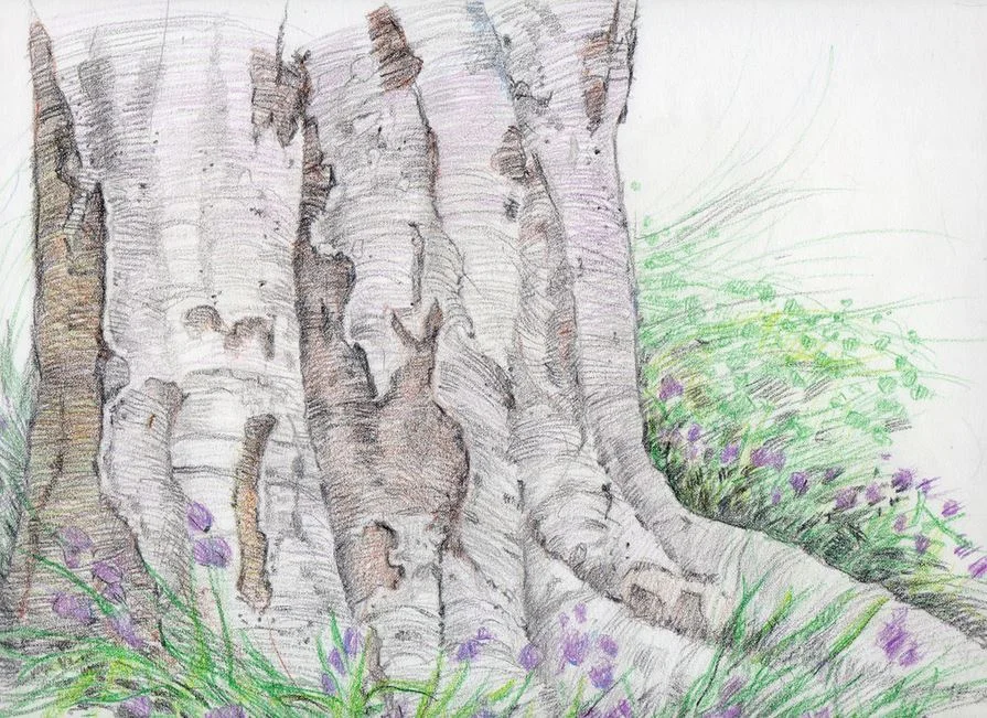 Illustration--Lilacs in Spring