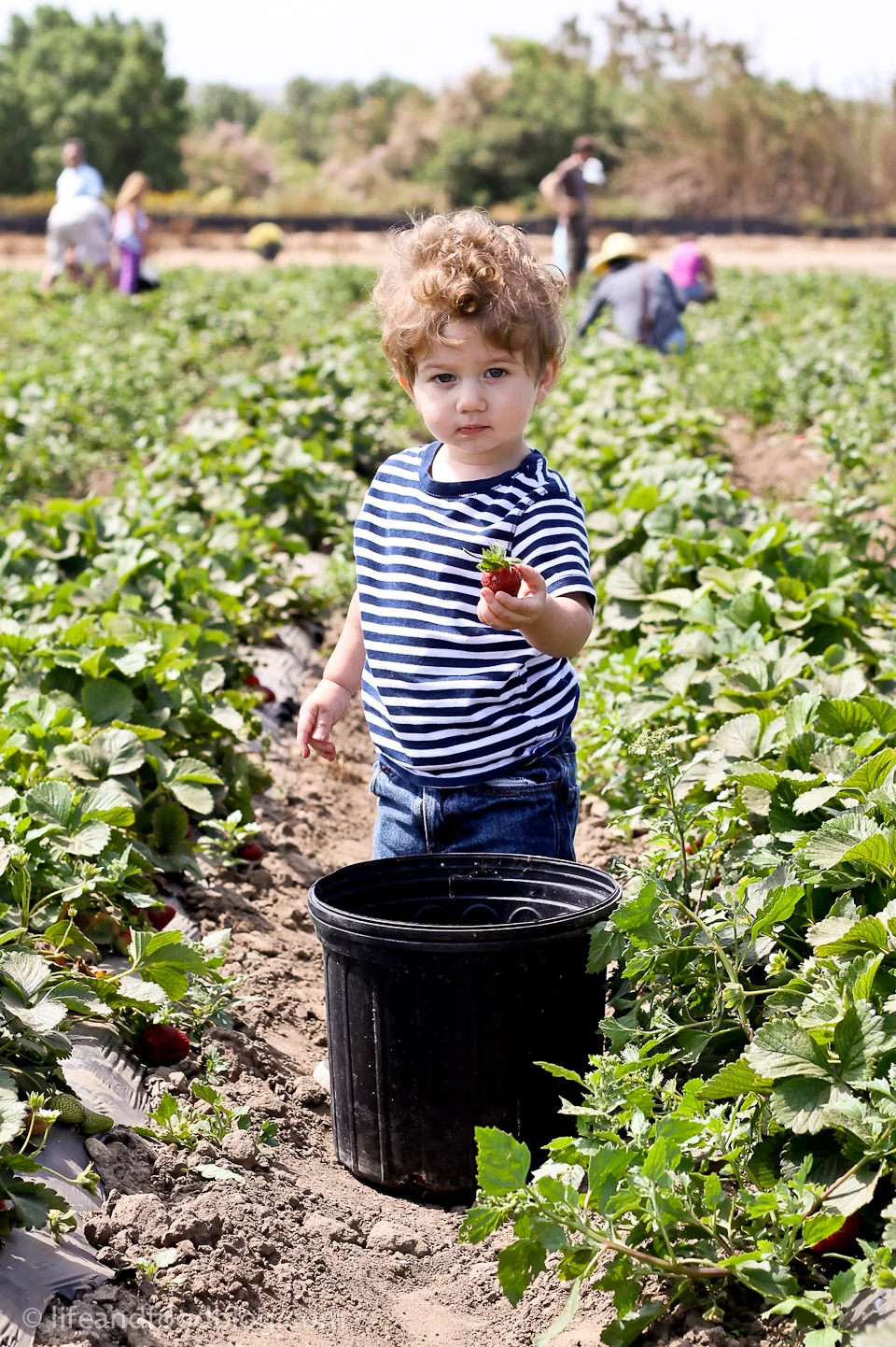Suzie's Farm Strawberry Jam