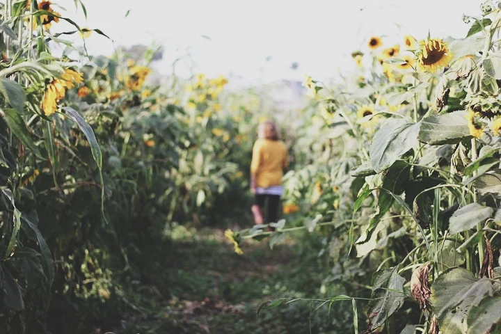 Suzie's Farm Second Autumnal Equinox Dinner