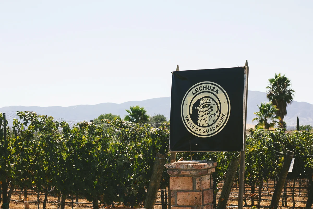 Valle de Guadalupe: Lechuza Vineyards