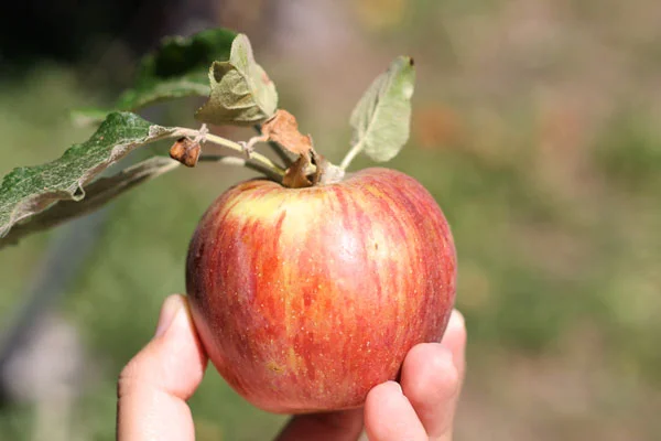 julian_ravenhill_apples.jpg