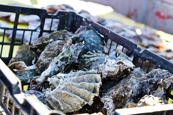Popotla, Baja California