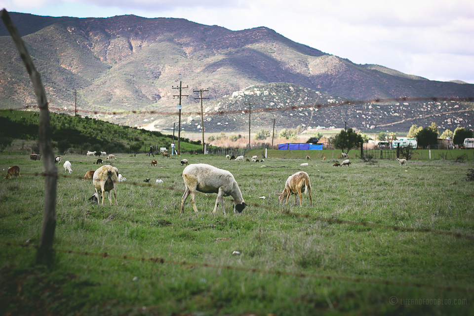 Valle de Guadalupe, Baja California