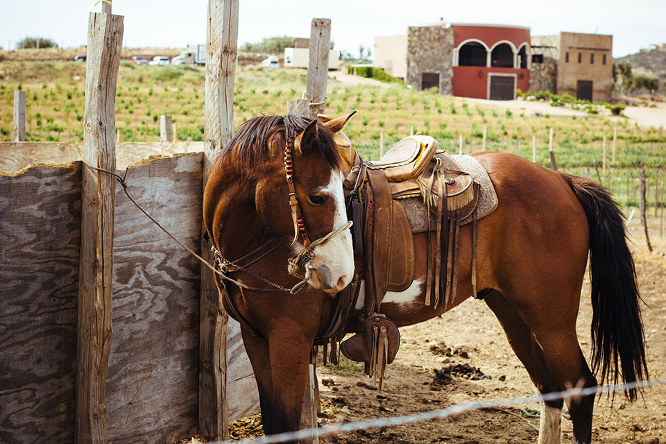 La Cocina de Doña Esthela, Valle de Guadalupe
