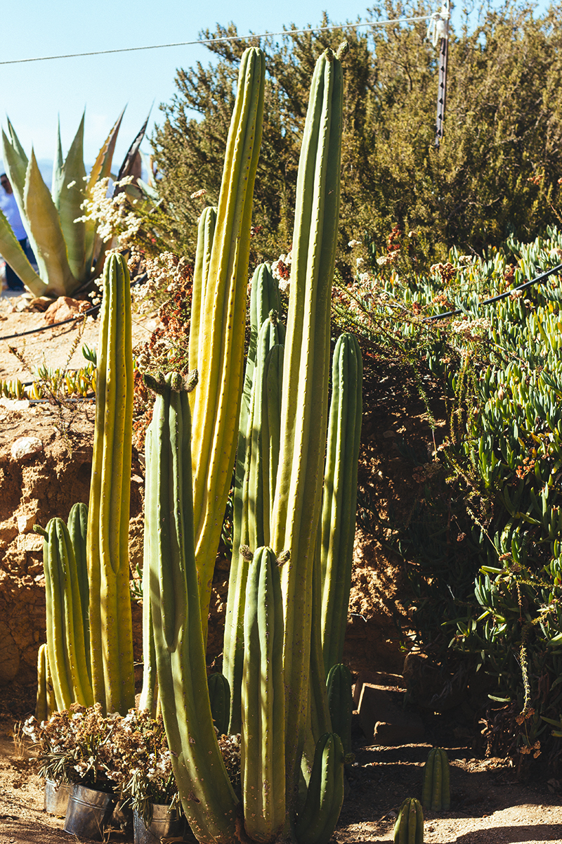 El Pinar de 3 Mujeres, Valle de Guadalupe — © Life & Food