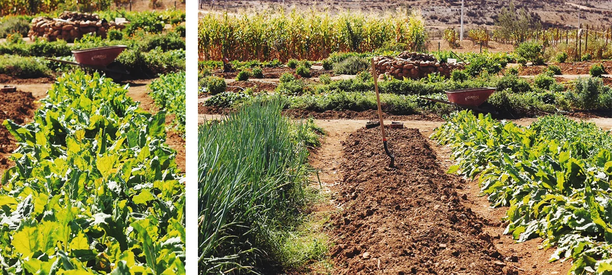 Finca La Carrodilla — © Life + Food
