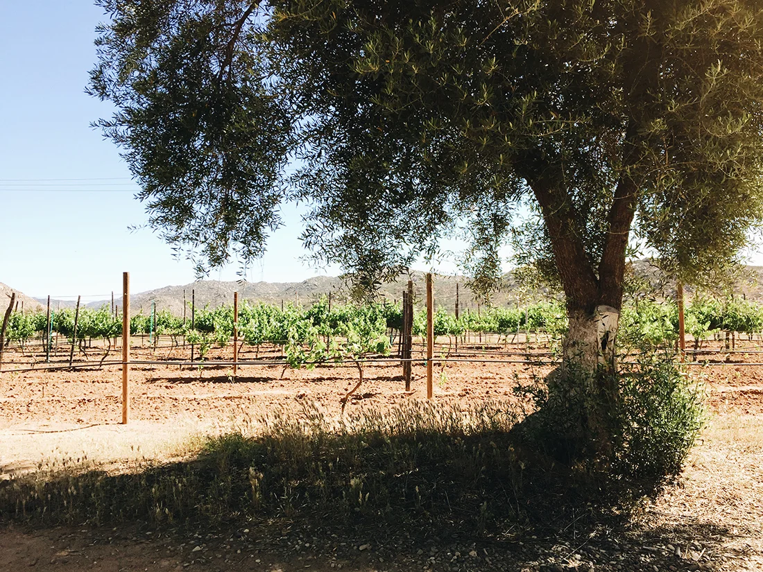 Valle de Guadalupe — Rancho Malagon — ©Life and Food