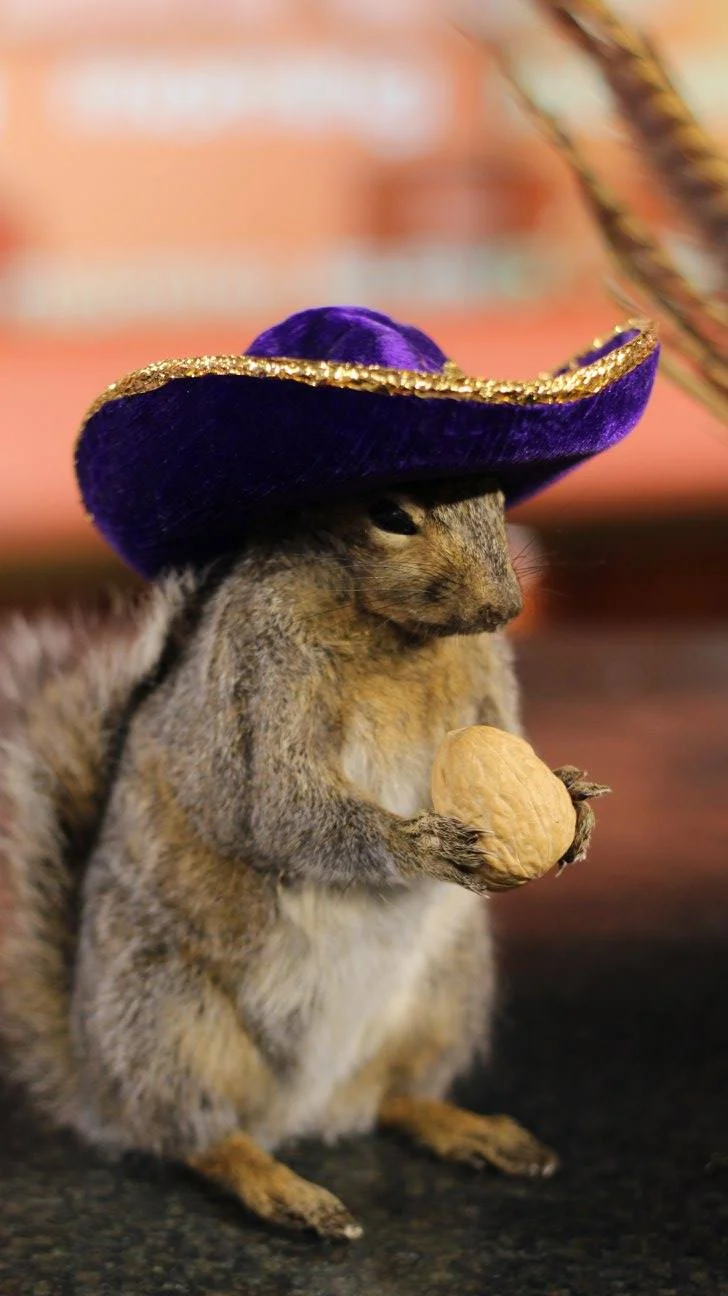 CincoDeMayoSquirrel.jpg