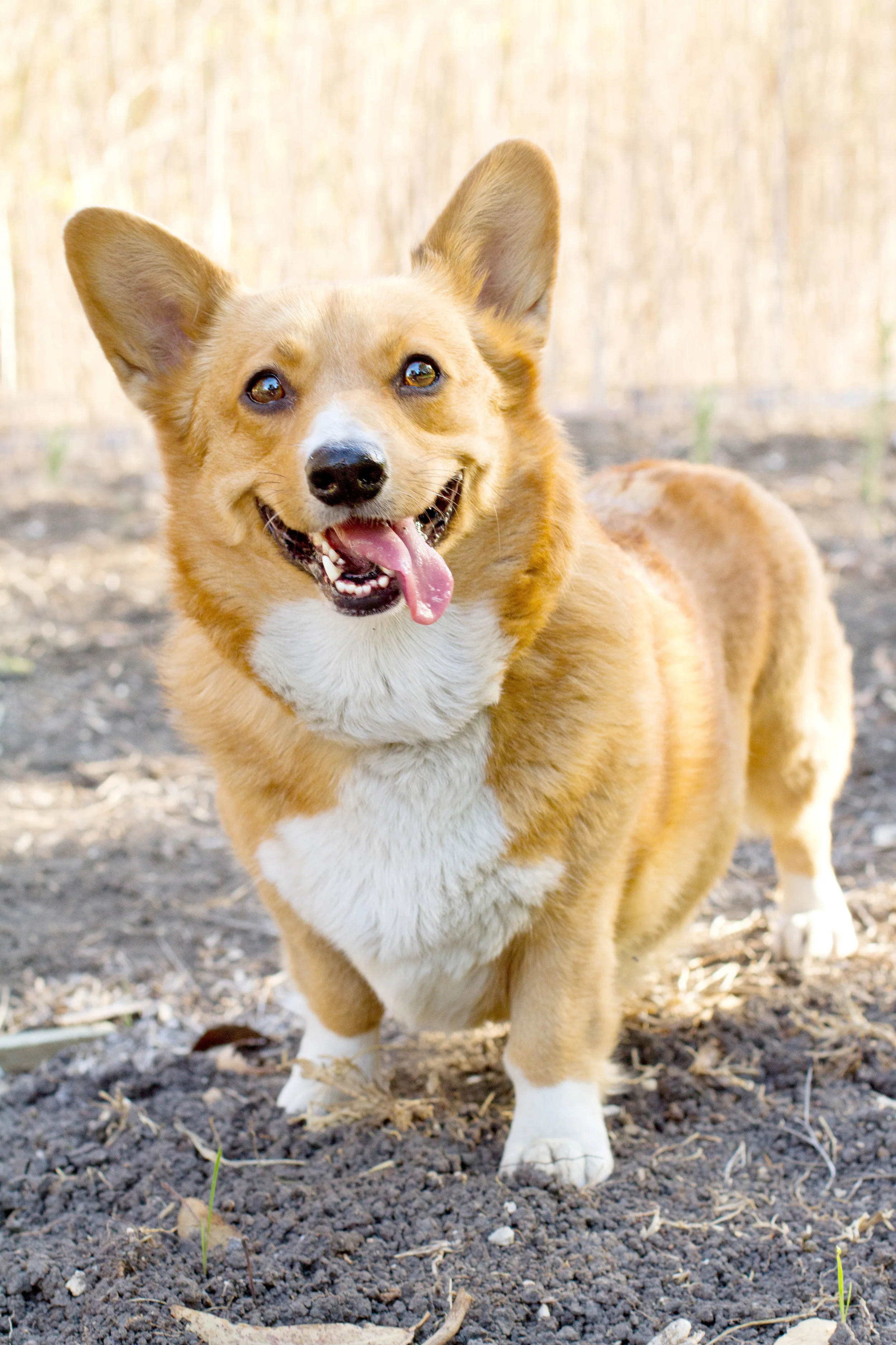 Tanna Raine | Pet & Family Photography Southern California www ...