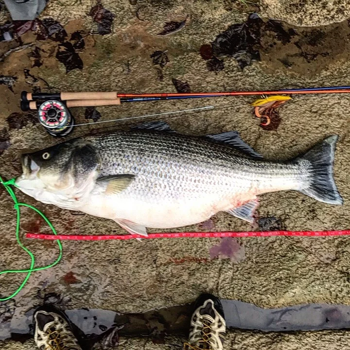 Lone Star Fly Fishing — Texas Hill Country Fly Fishing Report