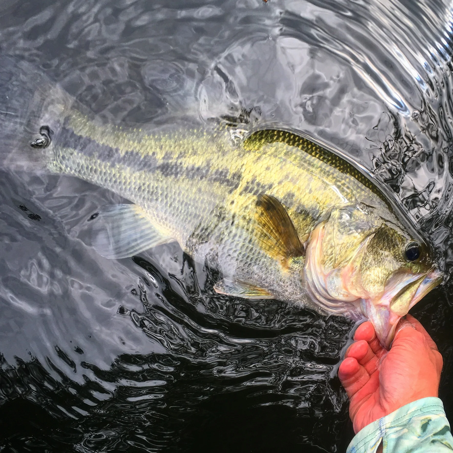 Lone Star Fly Fishing — Texas Hill Country Fly Fishing Report