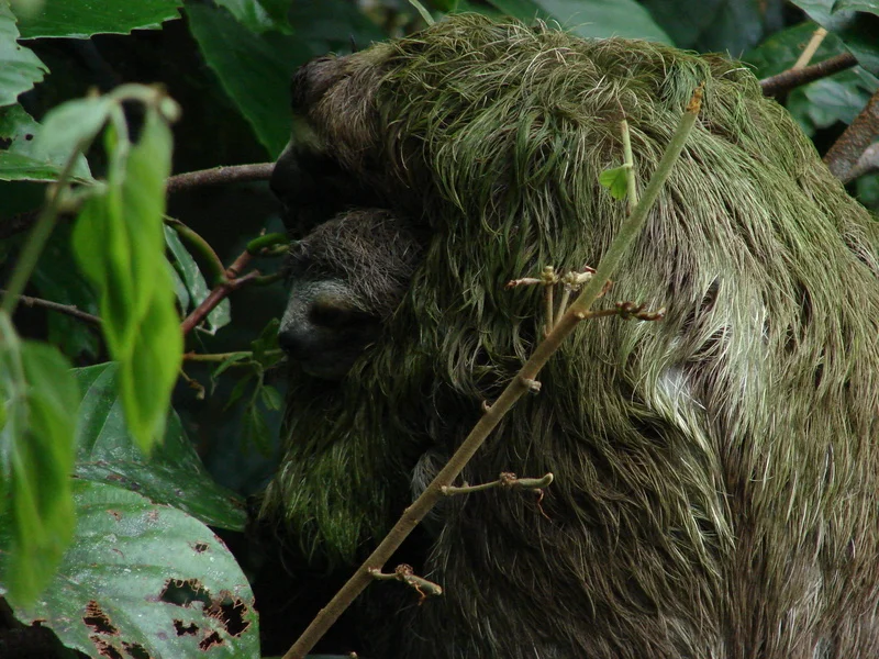 Sloths.jpg