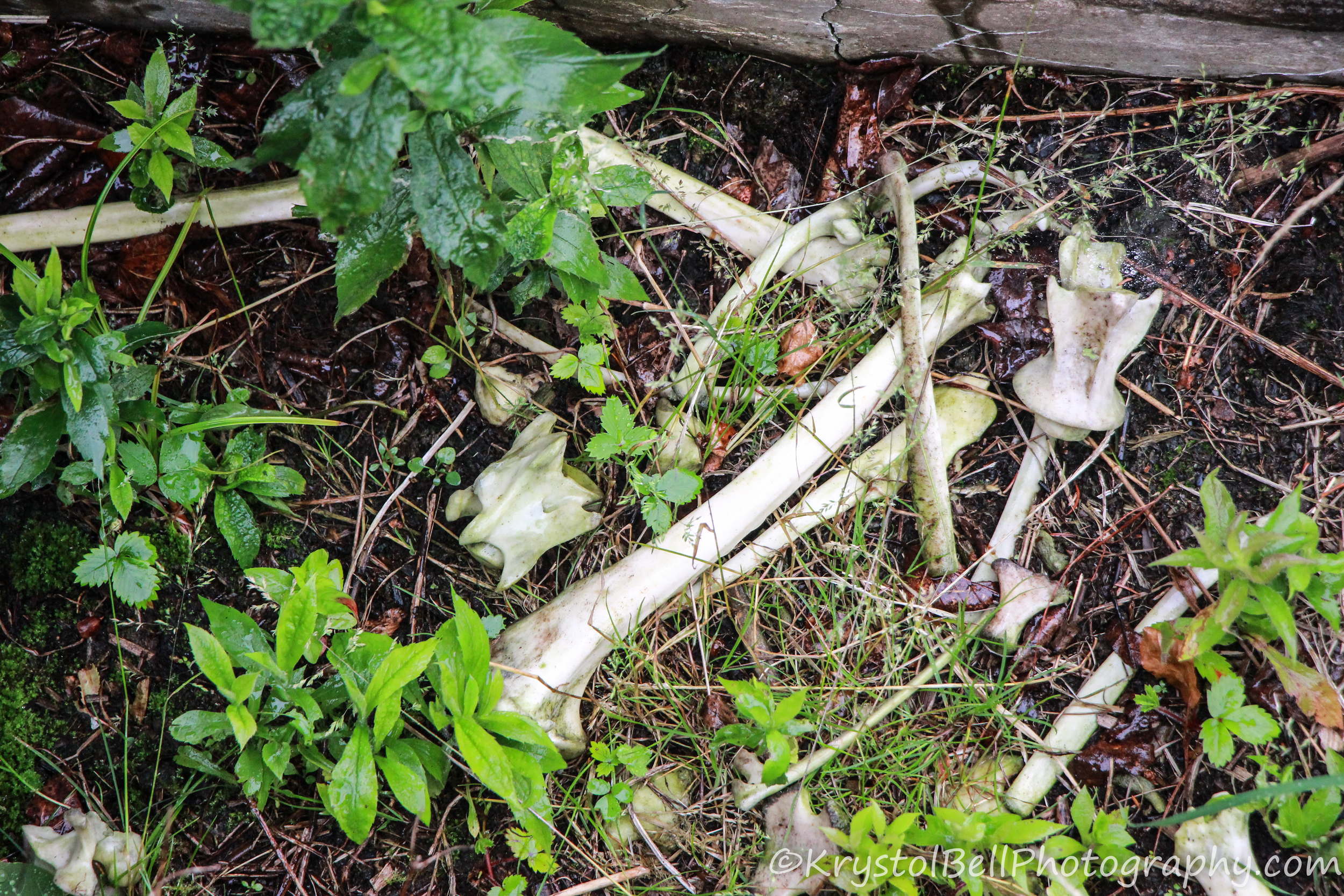 So, what kind of bones are these?
