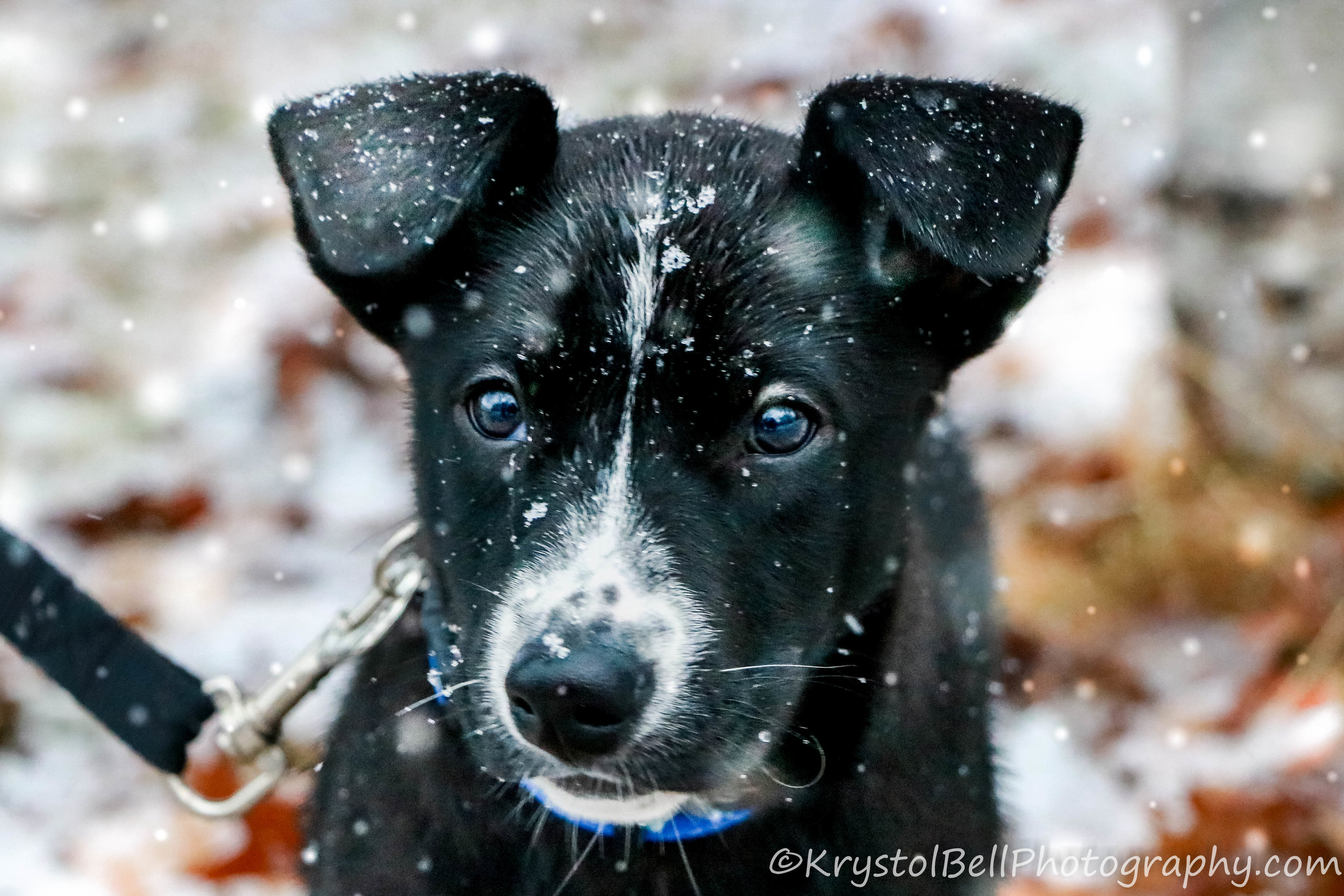 Arrow, a puppy in her very first snowfall. She's grown a lot in energy and spirit since this photo was taken!
