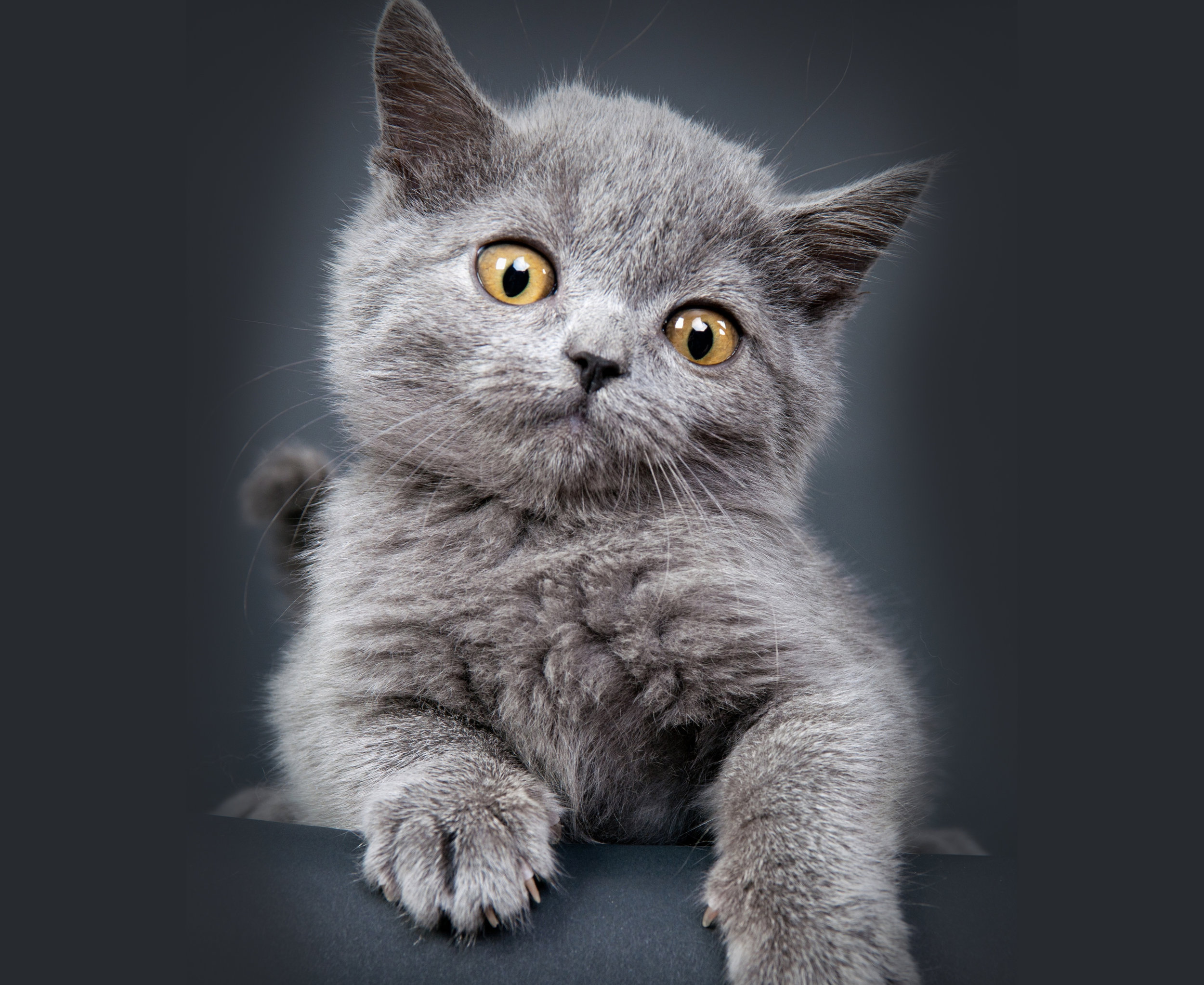 Grey_Kitty_Grey_Bground.jpg