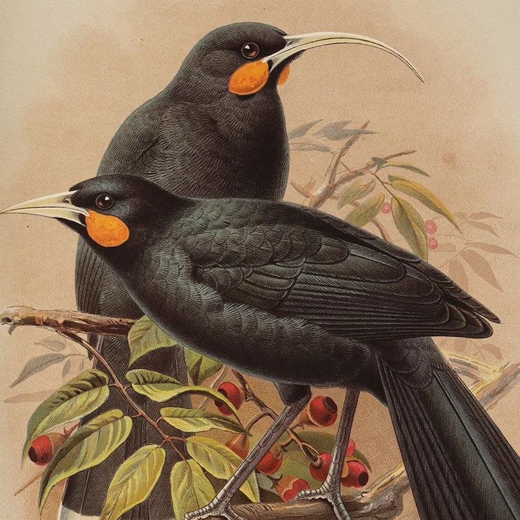 ‘ Huia, Heteralocha Acutirostris’ - J.G. Keulemans, 1888